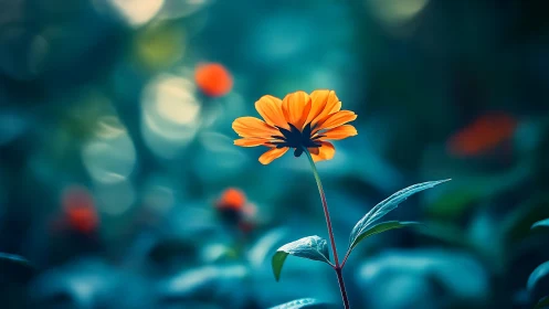 Orange Daisy Blossom Against Soft Teal Background