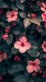 Pink Flowers Blooming Among Lush Teal Foliage. Botanical Garden Close-up.