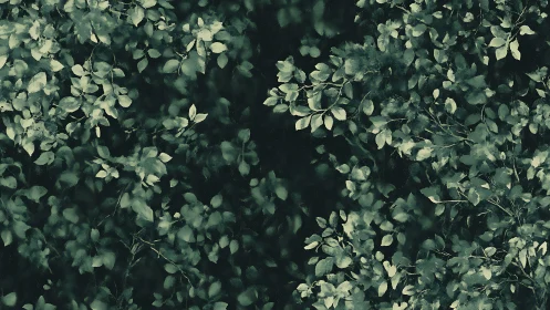 Dense overlapping green foliage pattern on dark background.