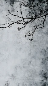 Bare winter branch crosses a textured gray concrete sky.