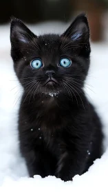 Black Cat with Striking Blue Eyes in Snow