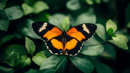 Gentle orange butterfly resting among deep green leaves.