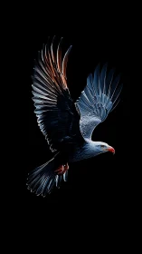 High-contrast raptor study with specular-lit wings on black field