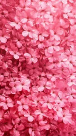 Dense pink geranium cluster in full bloom.
