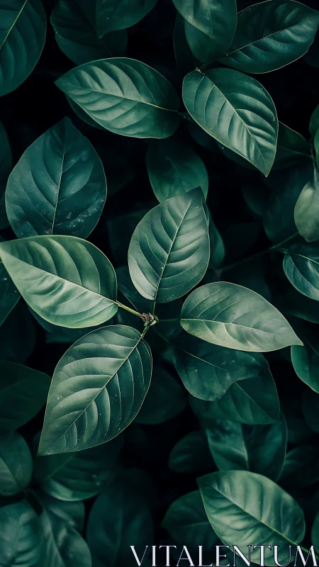 Quiet emerald leaves in a calm forest embrace.