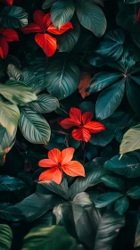 Vibrant Red Flowers Among Deep Teal Foliage.