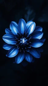 Blue flower bloom displayed against dark background with centered composition.