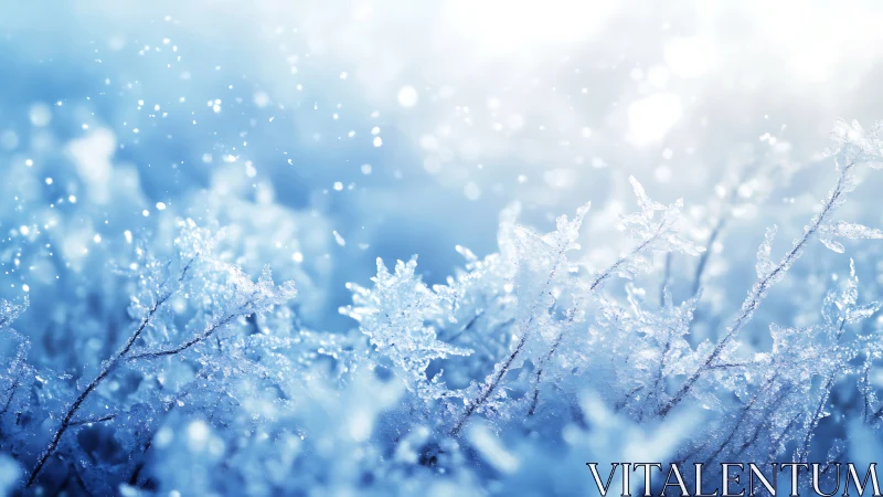 Frost crystals cover winter plants under cold sunlight