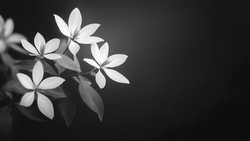 White Flowers Against Dark Background.