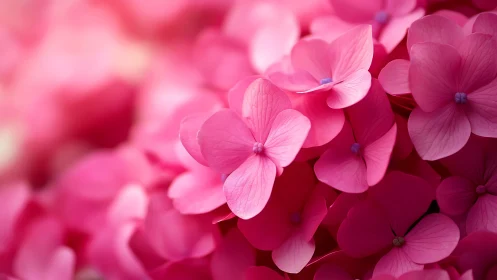 Pink hydrangea flowers with soft-focused bokeh background