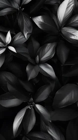 Monochrome tropical foliage with layered glossy leaves.