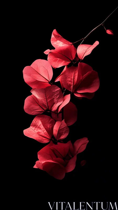 Red Bougainvillea Bracts Against Black Background