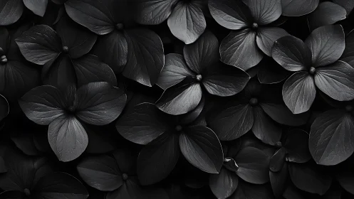 Black and White Hydrangea Flower Cluster Close Study