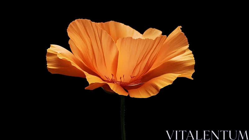 Golden Poppy Aflame Against Midnight Canvas