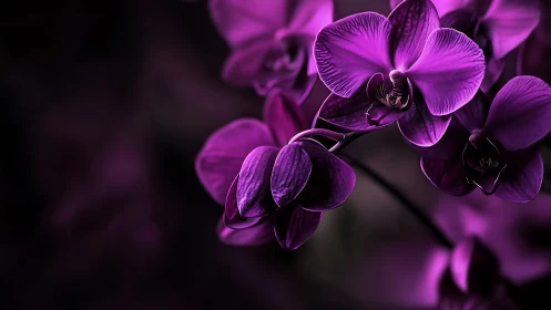 Deep Purple Phalaenopsis Orchids: Macro Botanical Study