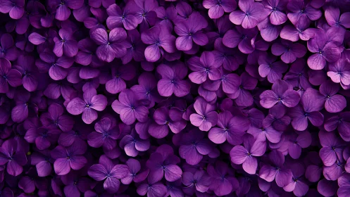 Purple Hydrangea Flowers in Dense Bloom Cluster.