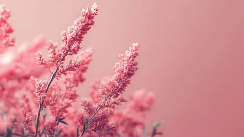 Pink Celosia Spikes in Soft Focus: Botanical Macro Study.