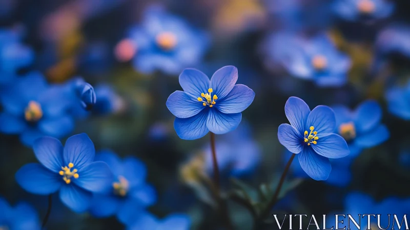 Delicate Blue Forget-Me-Nots in Shallow Depth Focus.