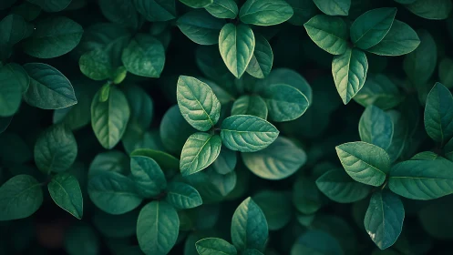 Top down close focus of dense glossy green foliage cluster
