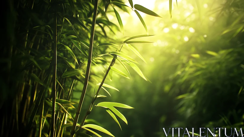 Sunlit bamboo foliage in dense green vegetation zone.