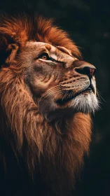 Majestic lion tilts his gaze toward unseen amber horizons