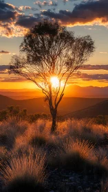 Solitary tree aligned with low sun over arid grassland plain.
