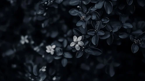 Delicate white flowers among dark foliage.