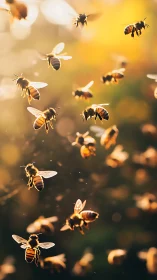 Golden honeybees dance gently in warm evening sunlight