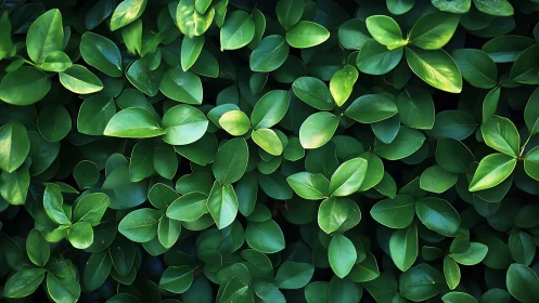 Glossy green foliage fills frame under soft diffused light