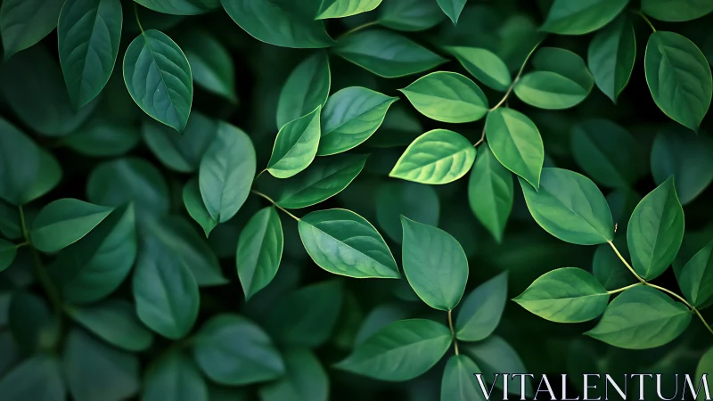 Overlapping green leaves form a dense, ordered foliage layer