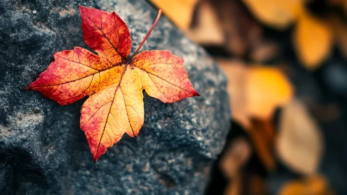 Autumn maple leaf rests sharply focused on textured stone