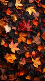 Macro autumn leaf carpet with high-contrast tonal layering.