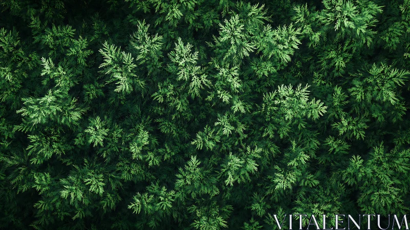 Dense overhead view of green conifer foliage pattern.