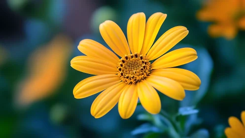 Radiant Yellow Bloom Unfolds in Brilliant Garden Light