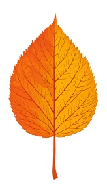 Single orange autumn leaf illustration isolates on white