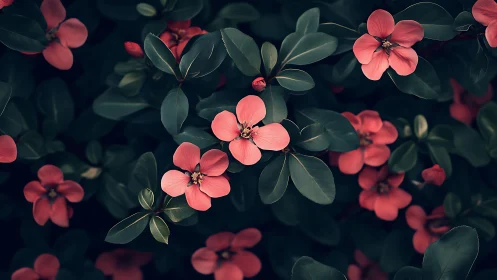 Coral Blooms Against Deep Foliage: Botanical Macro Study.