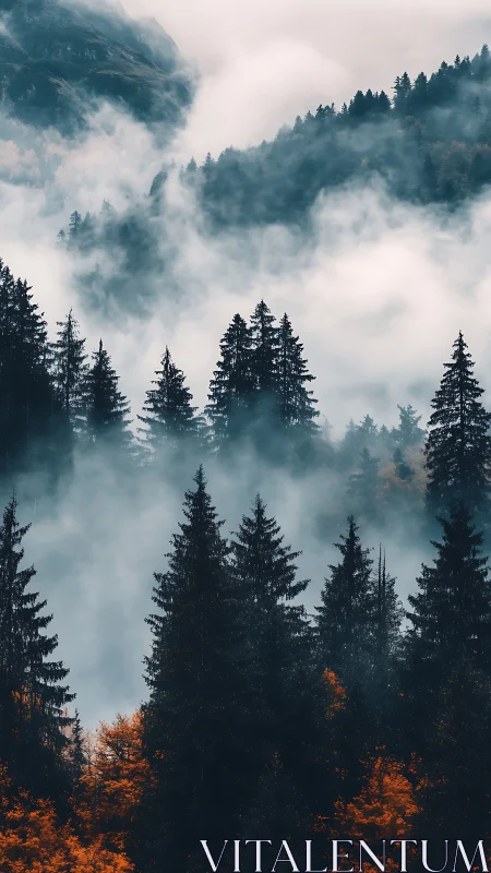 Misty Mountain Forest Valley with Evergreens.