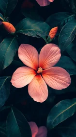 Coral Hibiscus Bloom Against Deep Teal Foliage.