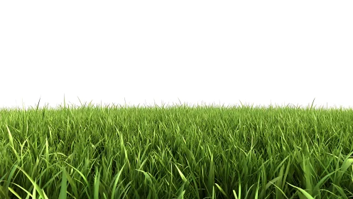 Lush green grass field stretches calmly beneath blank sky