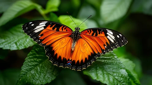 Winged ember pauses on polished jungle leaves to breathe