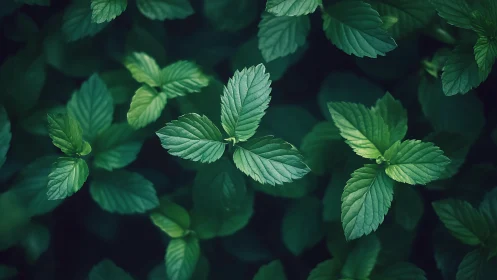 Mint leaves glow in soft teal shadows for calming focus