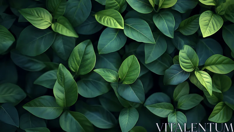 Dense overhead view of layered green foliage leaves pattern.