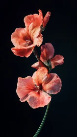 Stratified Coral Gladiolus Florets Against Achromatic Background