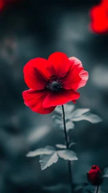 Crimson Poppy with Radial Anther Structure Against Desaturated Background.