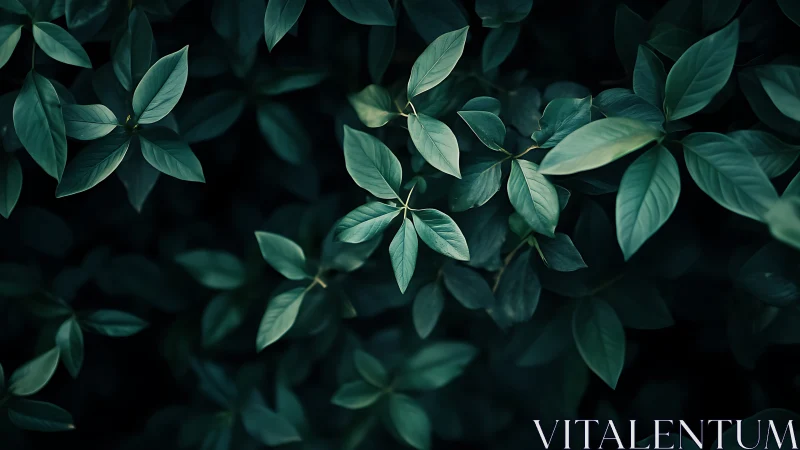 Dark green foliage with layered leaves in soft focus.