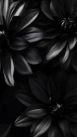 Monochrome Lily Petals with Dramatic Light Study.
