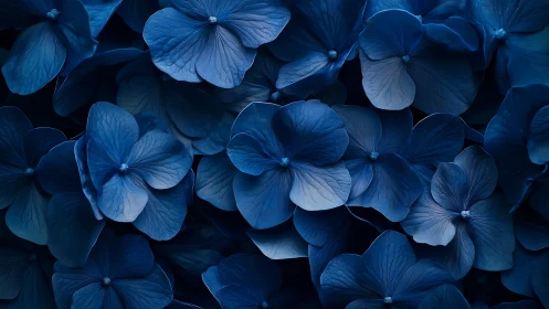 Deep Blue Hydrangea Blooms in Shadow.