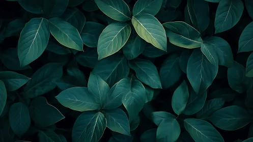 Dark green leaves overlap in a dense, softly lit cluster