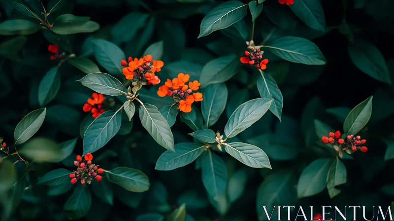 Orange Clustered Flowers with Teal Foliage Observed.