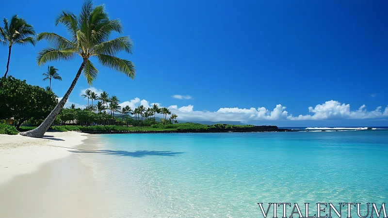 Paradise Bends: Where Palms Meet Crystalline Turquoise.